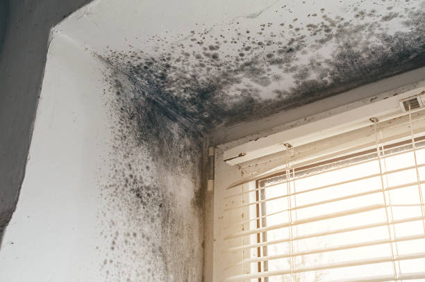 Affordable Crawl Space Mold Remediation solutions in Park Ridge, NJ
